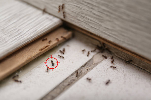 Best Insect Control  in Merkel, TX