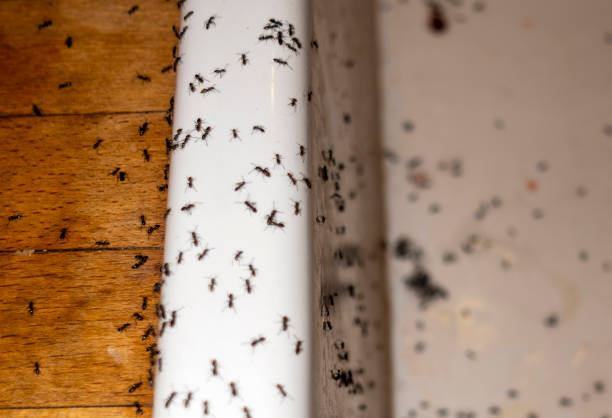 Best Cockroach Control Services  in Merkel, TX