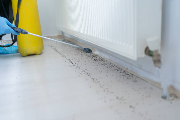 Best Local Pest Control Services  in Merkel, TX