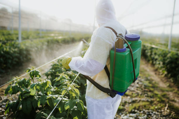 Wasp Removal Services in Merkel, TX